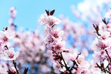 春天唯美樱花图片下载