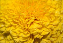 黄色菊花微距壁纸高清图