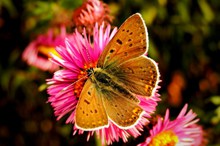 美丽蝴蝶鲜花图片