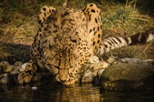 河边猎豹喝水图片素材