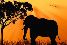 黄昏大象剪影高清图片