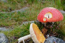 秋天草地蘑菇图片下载