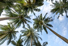 棕榈树俯瞰高清图片