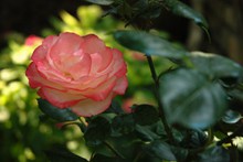 娇艳多姿玫瑰花素材精美图片
