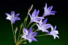 紫色自然植物花朵图片下载