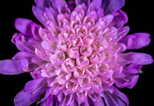 紫色花朵特写素材图片