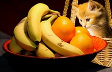 桌面水果与小猫高清图