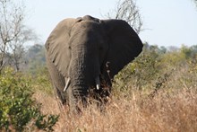 户外野生大象图片下载