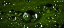 绿色水滴背景精美图片