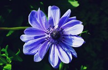 微距蓝色海葵精美图片