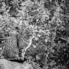 宠物猫写真黑白高清图