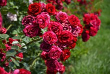 花园红色玫瑰精美图片