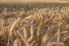 原野成熟小麦高清图片
