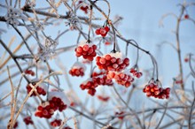 冬季红色浆果精美图片