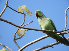 漂亮绿色鹦鹉高清图片