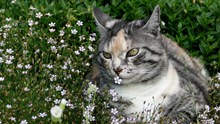 花丛可爱宠物猫高清图片