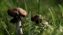 夏季食用蘑菇图片下载
