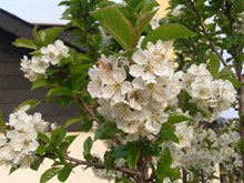 春天樱花枝白色樱花图片下载