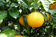 橘子园鲜橘子高清图片
