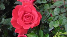 红色玫瑰花唯美高清图片
