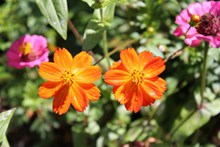 橙色植物花朵图片素材