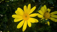夏天黄  色花朵微距图片素材