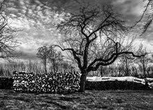 冬天树木风景黑白图片下载