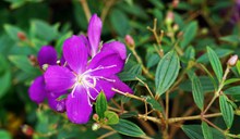 紫色自然花朵高清图片