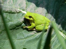 绿色的青蛙高清图片