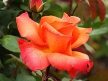 橙色玫瑰花摄影图片下载