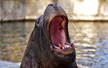 动物小海狮精美图片