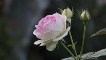 淡粉色玫瑰花唯美精美图片