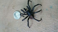 巨型黑寡妇蜘蛛高清图