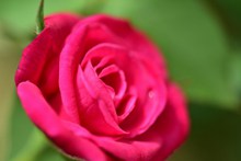 鲜艳玫瑰花微距摄影图高清图片