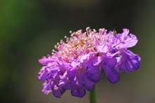美丽的紫色花朵图片下载