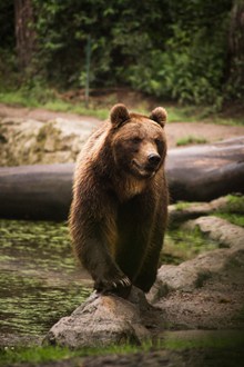 大黑熊高清精美图片