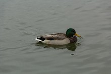 青海湖绿头鸭图片