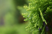 绿色小清新植物图片下载
