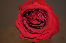 一朵红玫瑰摄影图图片