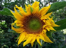 植物向日葵微距图片下载