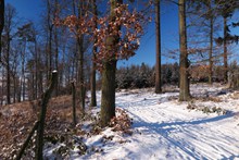 冬季树林雪景精美图片