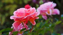 玫瑰花朵摄影高清图
