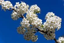白色樱花高清图片素材