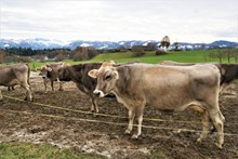 农场奶牛精美图片
