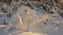 冬季森林霜冻景观高清图片