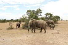 非洲野生大象群精美图片