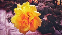 黄色玫瑰花摄影图片素材