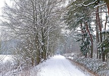 冬天树木雪景精美图片