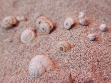 海滩贝壳素材高清图片
