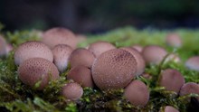森林蘑菇欣赏图片下载